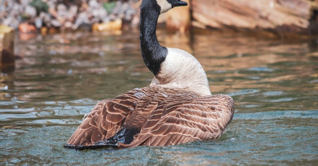 découvrez l'hydrophobie, une phobie des eaux parfois méconnue. ce phénomène psychologique provoque une peur intense de l'eau, affectant la vie quotidienne de ceux qui en souffrent. explorez les causes, les symptômes et les traitements possibles pour mieux comprendre cette condition et aider ceux qui en sont affectés.