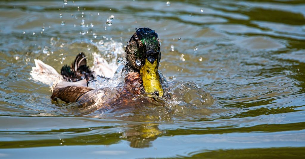 l'écholalie est un phénomène de répétition automatique des mots ou phrases entendus, souvent observé chez les personnes avec des troubles du développement, tels que l'autisme. découvrez ses implications, ses causes et comment elle peut être interprétée dans le cadre de la communication.