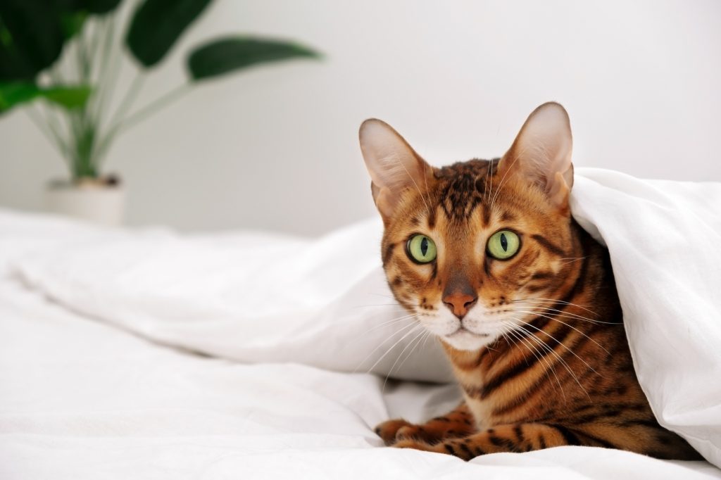 Bengal cat