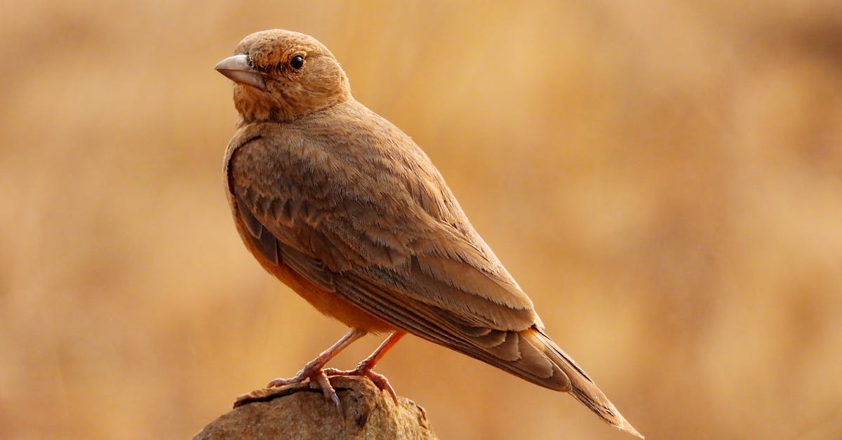 découvrez l'echolalie, un phénomène de répétition de mots ou de phrases, souvent observé chez les personnes ayant des troubles du spectre autistique. apprenez en plus sur ses causes, ses manifestations et comment elle peut influencer la communication.