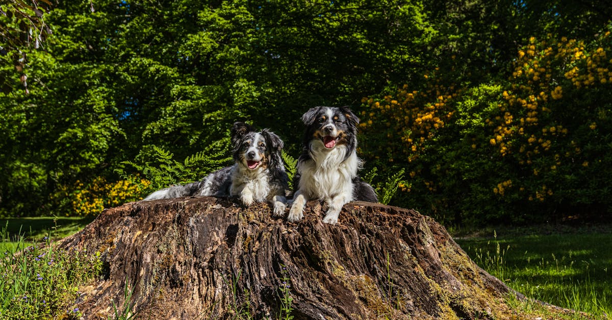 découvrez les origines et les implications de l'hydrophobie, une peur intense de l'eau. explorez ses symptômes, ses causes psychologiques, ainsi que les méthodes de traitement et de gestion de cette phobie. informez-vous sur son impact sur la vie quotidienne et comment surmonter cette peur.
