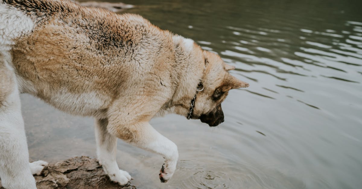 découvrez l'hydrophobie, une condition souvent méconnue qui provoque une peur intense de l'eau. explorez ses causes, ses symptômes et les traitements disponibles pour mieux comprendre cette phobie et aider ceux qui en souffrent.
