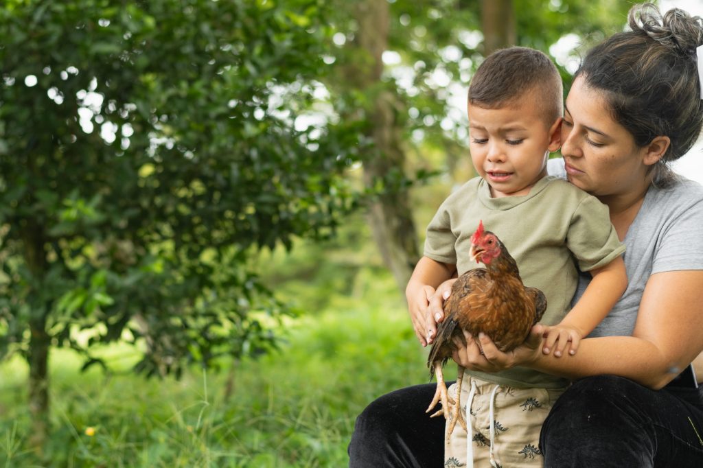 Comprendre l’alektorophobie : la phobie des poulets décryptée latina mother showing her son a chicken, boy afraid of chicken