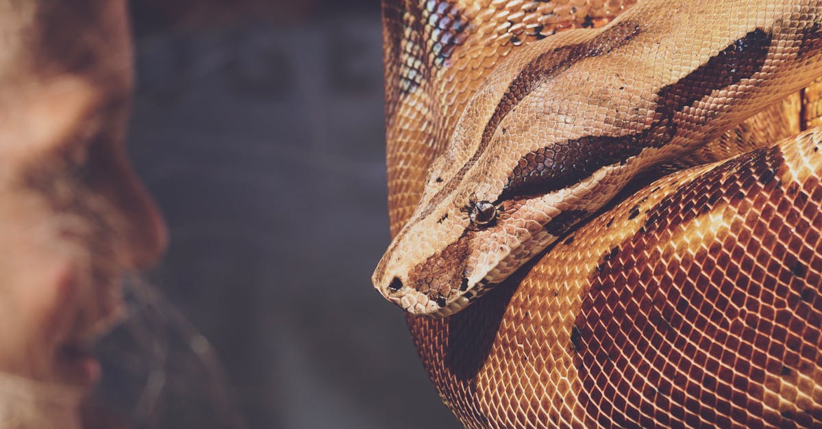 découvrez les profondeurs de la peur animale dans notre analyse captivante. explorez les mécanismes qui sous-tendent les phobies des animaux face à diverses menaces et comment ces peurs influencent leur comportement et leur survie dans la nature.
