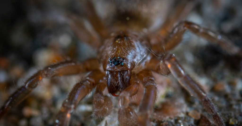 Comprendre la peur des animaux et ses implications sur notre quotidien découvrez l'univers fascinant de la peur chez les animaux. explorez les mécanismes de défense, les comportements instinctifs et les réactions face aux menaces dans le règne animal. une plongée captivante au cœur des émotions animales.