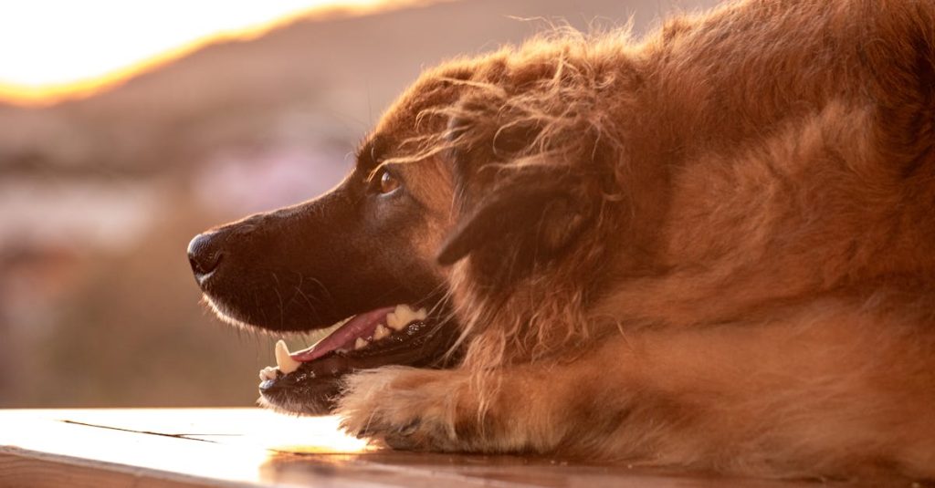 découvrez l'apaisement ultime avec notre guide sur la sérénité. apprenez des techniques pour cultiver le calme intérieur et faire face au stress quotidien. transformez votre vie avec des conseils pratiques et des exercices de relaxation.