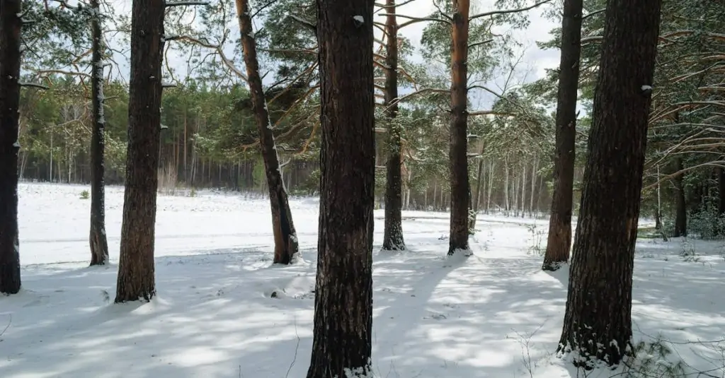 découvrez l'art de la sérénité avec notre exploration approfondie du concept de calme. apprenez à intégrer la tranquillité dans votre vie quotidienne pour un bien-être intérieur optimal et une meilleure gestion du stress.