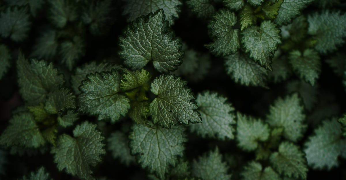 découvrez comment la dépression saisonnière peut affecter votre bien-être au fil des saisons, ainsi que des conseils et des stratégies pour la surmonter. apprenez à reconnaître les symptômes et à adopter des habitudes saines pour améliorer votre humeur et retrouver votre équilibre.