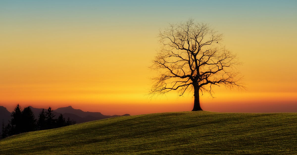 découvrez les différentes facettes de la solitude, ses origines, ses effets sur le bien-être et des conseils pour mieux vivre et comprendre ce sentiment, qu’il soit choisi ou subi.