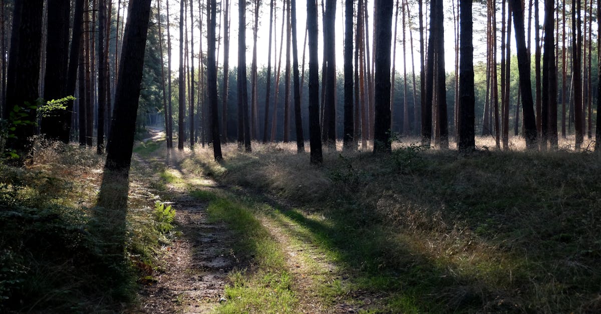 découvrez les différentes facettes de la solitude, ses causes, ses effets sur le bien-être et des conseils pour mieux la comprendre et l’apprivoiser au quotidien.