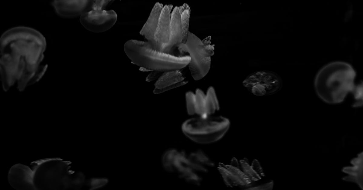 découvrez la signification de la synchronicité, ce concept fascinant qui explore les coïncidences significatives et leurs impacts dans notre vie quotidienne. comprenez comment reconnaître et interpréter ces événements mystérieux.
