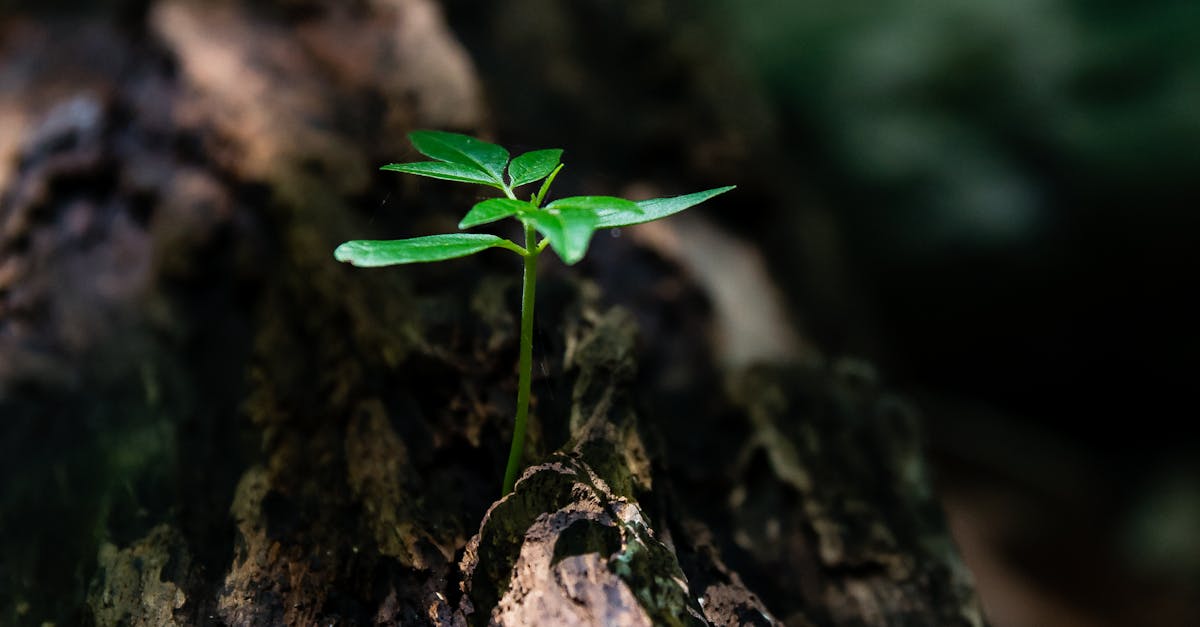 découvrez ce qu'est la résilience, sa signification, son importance dans la vie quotidienne et des conseils pratiques pour développer votre capacité à surmonter les difficultés.