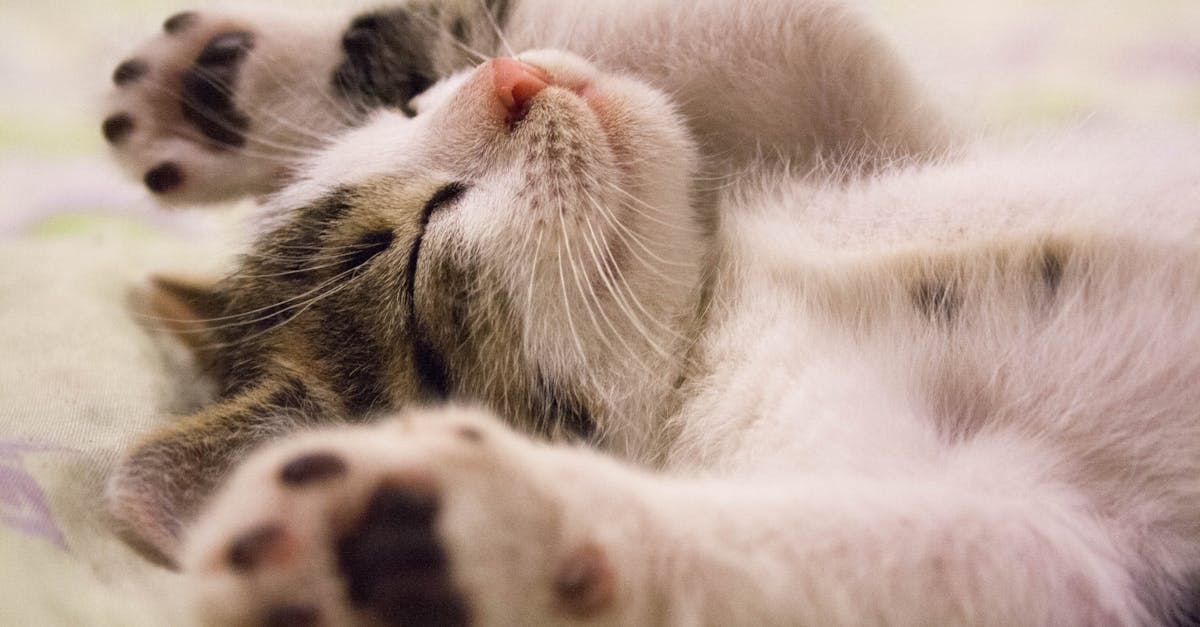 découvrez l'importance du sommeil pour votre santé et bien-être. conseils, astuces et informations pour améliorer la qualité de vos nuits et mieux dormir.