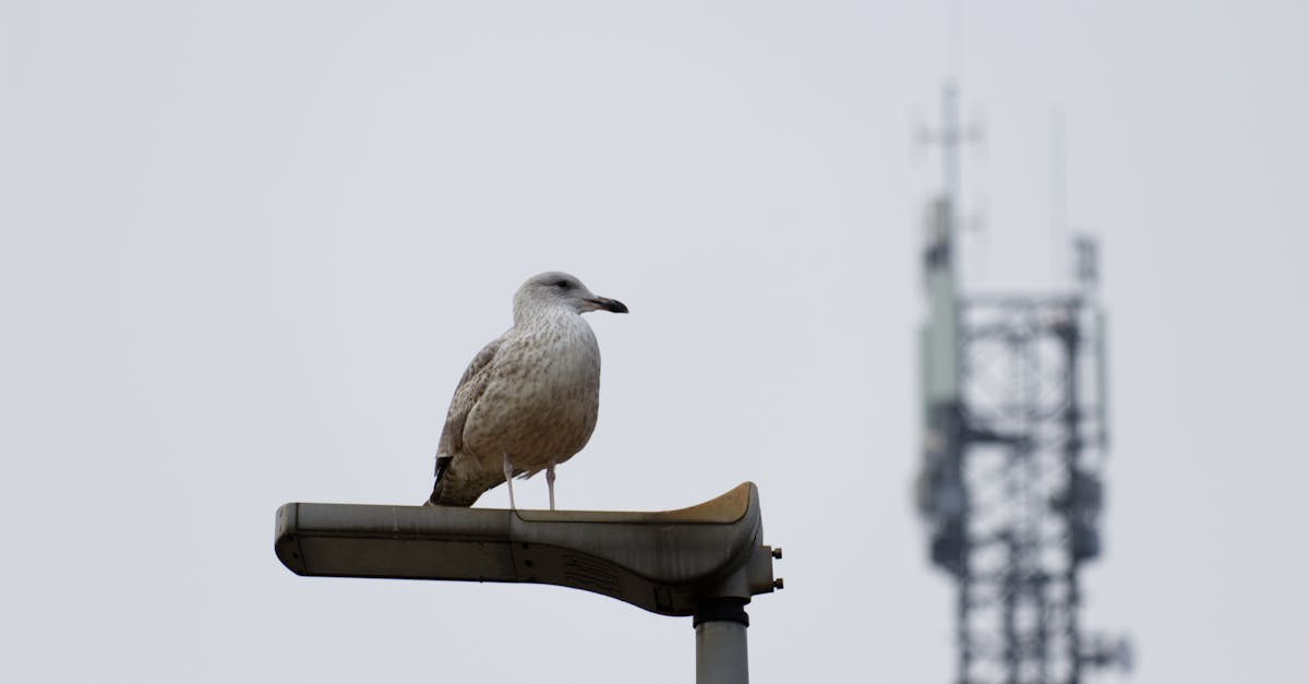 découvrez un remède inattendu à la solitude, une solution surprenante pour retrouver le bonheur et la connexion.